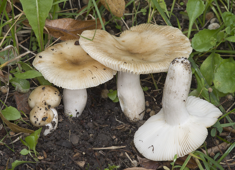 Russula recondita